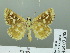  (Spialia irida - HESP-EB 03 208)  @12 [ ] Copyright (2012) Ersnt Brockmann Research Collection of Ernst Brockmann