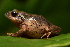  (Pristimantis scopaeus - AJC 6655)  @11 [ ] CreativeCommons - Attribution (2019) Andrew J. Crawford Instituto de Investigaciones Biologicas Alexander von Humboldt, Colombia