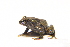  (Pristimantis peraticus - AJC 6657)  @11 [ ] CreativeCommons - Attribution (2019) Andrew J. Crawford Instituto de Investigaciones Biologicas Alexander von Humboldt, Colombia