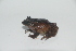  (Pristimantis paisa - AJC 6876)  @11 [ ] CreativeCommons - Attribution (2019) Andrew J. Crawford Instituto de Investigaciones Biologicas Alexander von Humboldt, Colombia