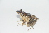  (Pristimantis boulengeri - AJC 6880)  @11 [ ] CreativeCommons - Attribution (2019) Andrew J. Crawford Instituto de Investigaciones Biologicas Alexander von Humboldt, Colombia