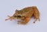  (Pristimantis anolirex - AJC 7073)  @11 [ ] CreativeCommons - Attribution (2019) Andrew J. Crawford Instituto de Investigaciones Biologicas Alexander von Humboldt, Colombia