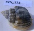  (Nassarius arcularia plicatus - HVDBM_KZN_123)  @13 [ ] CreativeCommons - Attribution (2012) Herman Van der Bank Unspecified