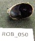  (Crepidula complanata - HVDBM-ROB-50)  @12 [ ] Unspecified (default): All Rights Reserved  Unspecified Unspecified