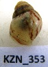  (Cochlitoma churchilliana - HvdBM_KZN_353)  @12 [ ] CreativeCommons - Attribution (2012) H van der Bank Unspecified