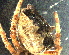  (Cyrtophora sp - PZNF-0001)  @13 [ ] Unspecified (default): All Rights Reserved  Unspecified Unspecified