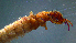  (Pycnopsyche luculenta group - 2021-HWDR-0547)  @11 [ ] CreativeCommons - Attribution Share-Alike (2023) Unspecified Drexel University, Academy of Natural Sciences