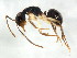  (Camponotus evae zeuxis - BIOUG00868-H03)  @15 [ ] CreativeCommons - Attribution (2011) CBG Photography Group Centre for Biodiversity Genomics