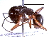  (Camponotus gouldianus - BIOUG02773-H03)  @13 [ ] CreativeCommons - Attribution (2013) CBG Photography Group Centre for Biodiversity Genomics