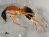  (Camponotus consobrinus - BIOUG00994-D10)  @14 [ ] CreativeCommons - Attribution (2011) CBG Photography Group Centre for Biodiversity Genomics