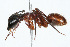  (Camponotus semitestaceus - WAC-ENT-0374)  @14 [ ] CreativeCommons - Attribution (2009) Unspecified Centre for Biodiversity Genomics