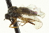  ( - CNC DIPTERA 163528)  @11 [ ] CreativeCommons - Attribution (2012) CNC/CBG Photography Group Centre for Biodiversity Genomics