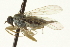  ( - CNC DIPTERA 163545)  @12 [ ] CreativeCommons - Attribution (2012) CNC/CBG Photography Group Centre for Biodiversity Genomics