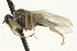  ( - CNC DIPTERA 163546)  @12 [ ] CreativeCommons - Attribution (2012) CNC/CBG Photography Group Centre for Biodiversity Genomics