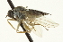  ( - CNC DIPTERA 163547)  @14 [ ] CreativeCommons - Attribution (2012) CNC/CBG Photography Group Centre for Biodiversity Genomics