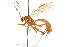  ( - CNCHYM 04167)  @11 [ ] CreativeCommons - Attribution (2011) CNC/CBG Photography Group Centre for Biodiversity Genomics