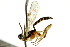  (Phytodietus criddleanae - CNCHYM 04194)  @11 [ ] CreativeCommons - Attribution (2011) CNC/CBG Photography Group Centre for Biodiversity Genomics