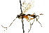  ( - CNCHYM 04221)  @11 [ ] CreativeCommons - Attribution (2011) CNC/CBG Photography Group Centre for Biodiversity Genomics