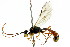  ( - CNCHYM 04586)  @13 [ ] CreativeCommons - Attribution (2011) CNC/CBG Photography Group Centre for Biodiversity Genomics