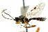  ( - CNCHYM 04645)  @11 [ ] CreativeCommons - Attribution (2011) CNC/CBG Photography Group Centre for Biodiversity Genomics