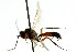  ( - CNCHYM 04692)  @11 [ ] CreativeCommons - Attribution (2011) CNC/CBG Photography Group Centre for Biodiversity Genomics