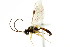  ( - CNCHYM 04706)  @11 [ ] CreativeCommons - Attribution (2011) CNC/CBG Photography Group Centre for Biodiversity Genomics