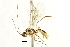  ( - CNCHYM 04030)  @11 [ ] CreativeCommons - Attribution (2011) CNC/CBG Photography Group Centre for Biodiversity Genomics