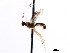  (Neliopisthus densatus - CNCHYM 04088)  @11 [ ] CreativeCommons - Attribution (2011) CNC/CBG Photography Group Centre for Biodiversity Genomics