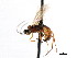  (Neliopisthus fulvicoxis - CNCHYM 04098)  @11 [ ] CreativeCommons - Attribution (2011) CNC/CBG Photography Group Centre for Biodiversity Genomics