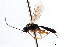  (Neliopisthus niger - CNCHYM 04102)  @11 [ ] CreativeCommons - Attribution (2011) CNC/CBG Photography Group Centre for Biodiversity Genomics