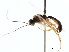  (Neliopisthus ocellatus - CNCHYM 04104)  @11 [ ] CreativeCommons - Attribution (2011) CNC/CBG Photography Group Centre for Biodiversity Genomics