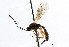  (Neliopisthus piceae - CNCHYM 04111)  @11 [ ] CreativeCommons - Attribution (2011) CNC/CBG Photography Group Centre for Biodiversity Genomics