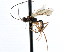  ( - CNCHYM 04136)  @11 [ ] CreativeCommons - Attribution (2011) CNC/CBG Photography Group Centre for Biodiversity Genomics