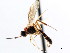  ( - CNCHYM 04143)  @11 [ ] CreativeCommons - Attribution (2011) CNC/CBG Photography Group Centre for Biodiversity Genomics