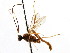  ( - CNCHYM 04156)  @11 [ ] CreativeCommons - Attribution (2011) CNC/CBG Photography Group Centre for Biodiversity Genomics