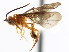  (Boethella - CNCHYM 04264)  @11 [ ] CreativeCommons - Attribution (2011) CNC/CBG Photography Group Centre for Biodiversity Genomics