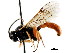  ( - CNCHYM 04293)  @11 [ ] CreativeCommons - Attribution (2011) CNC/CBG Photography Group Centre for Biodiversity Genomics