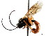  ( - CNCHYM 04296)  @11 [ ] CreativeCommons - Attribution (2011) CNC/CBG Photography Group Centre for Biodiversity Genomics