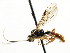  ( - CNCHYM 04402)  @11 [ ] CreativeCommons - Attribution (2011) CNC/CBG Photography Group Centre for Biodiversity Genomics
