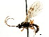  ( - CNCHYM 04428)  @11 [ ] CreativeCommons - Attribution (2011) CNC/CBG Photography Group Centre for Biodiversity Genomics