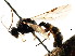  ( - CNCHYM 04442)  @11 [ ] CreativeCommons - Attribution (2011) CNC/CBG Photography Group Centre for Biodiversity Genomics