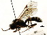  ( - CNCHYM 04447)  @11 [ ] CreativeCommons - Attribution (2011) CNC/CBG Photography Group Centre for Biodiversity Genomics