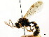  ( - CNCHYM 04467)  @11 [ ] CreativeCommons - Attribution (2011) CNC/CBG Photography Group Centre for Biodiversity Genomics