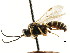  ( - CNCHYM 04498)  @11 [ ] CreativeCommons - Attribution (2011) CNC/CBG Photography Group Centre for Biodiversity Genomics
