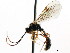  ( - CNCHYM 04525)  @11 [ ] CreativeCommons - Attribution (2011) CNC/CBG Photography Group Centre for Biodiversity Genomics