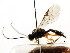  ( - CNCHYM 04745)  @11 [ ] CreativeCommons - Attribution (2011) CNC/CBG Photography Group Centre for Biodiversity Genomics