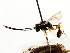  ( - CNCHYM 04747)  @11 [ ] CreativeCommons - Attribution (2011) CNC/CBG Photography Group Centre for Biodiversity Genomics
