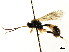  ( - CNCHYM 04780)  @13 [ ] CreativeCommons - Attribution (2011) CNC/CBG Photography Group Centre for Biodiversity Genomics