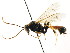  ( - CNCHYM 04792)  @11 [ ] CreativeCommons - Attribution (2011) CNC/CBG Photography Group Centre for Biodiversity Genomics