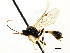  (Cosmoconus petiolatus - CNCHYM 04794)  @13 [ ] CreativeCommons - Attribution (2011) CNC/CBG Photography Group Centre for Biodiversity Genomics